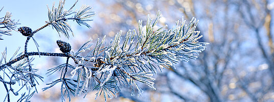 Ein schneebedeckter Zweig und blauer Himmel